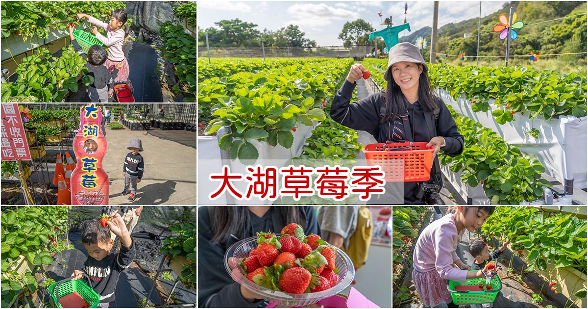 大湖草莓 21草莓季大湖採草莓推薦 六合草莓休閒農場 免入園費 會主動幫挑爛草莓不算錢 還有稀有白草莓可以採 依武享生活